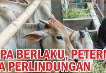 IA-CEPA Berlaku, Peternak Minta Perlindungan