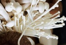 Kementan Telah Musnahkan 8.165 Kilogram Jamur Enoki