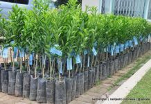 Kementan Dorong Industri Benih Lokal