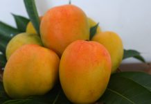 Waspadai Penjualan Buah Karbitan