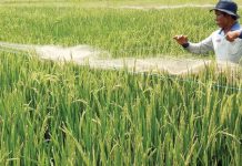 Kementan Ajak Petani Ikut Program Asuransi