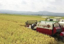 Sumsel Empat Besar Penyumbang Pangan Nasional