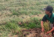 Begini Cara Kementan Kembangkan Bawang Merah Ramah Lingkungan