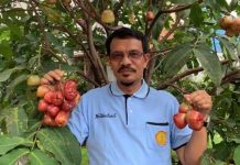 Pandemi COVID-19, Budidaya Hortikultura Meningkat