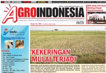 AgroIndonesia, Edisi No. 775 (1-7 September 2020)