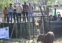 Pertama Kali, Banteng Jawa Hasil Pengembangbiakan Dilepasliarkan