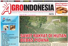 AgroIndonesia, Edisi No. 779 (20-26 Oktober 2020)