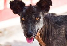 Mimpi Indonesia Bebas Rabies 2030