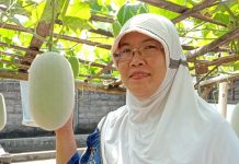 Waluh Bligo, Tanaman Unik dan Sehat