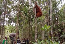 Nyasar ke Pemukiman, Satu Individu Orangutan Tapanuli Dilepasliarkan