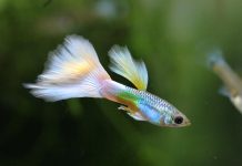 Guppy, Skala Rumahan Omzet Jutaan