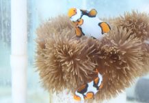 Budidaya Lestarikan Ikan Hias di Alam