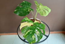 Peluang Bisnis dari Si Janda Bolong