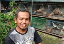 Bisnis Hobi Eksklusif Merpati