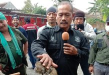 Menangani Monyet Ekor Panjang dengan Tepat