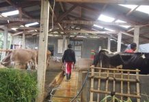 UPPO Dorong Petani Mandiri Hasilkan Pupuk Organik