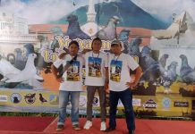 Mengangkat Kembali Merpati Endemik Yogyakarta