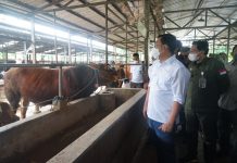 Pasokan Sapi Lokal Mulai Berdatangan untuk Penuhi Kebutuhan Lebaran