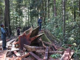 Tindak Tegas PETI di Mandalika NTB, Kemenhut Pasang Papan Peringatan dan Perkuat Koordinasi