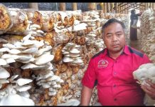 Bisnis Restu Bunda Jamur Kian Menjamur