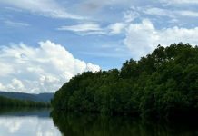 Belajar Implementasi dari REDD+ Kamboja