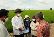 Dirjen PSP: Ekstensifikasi Lahan Perluas Food Estate