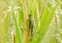 AUTP Hindari Kerugian Petani Akibat Serangan Belalang