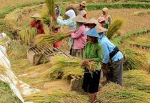 Stok Beras Nasional Aman