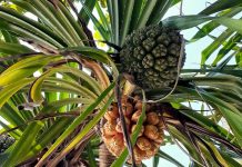 Fungsi Ekologi Pandan Laut Sangat Penting, Juga Bernilai Ekonomi