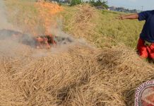 Melimpah, Energi Listrik dari Limbah Padi Indonesia