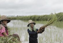 Kementan akan Dampingi Petani Akses KUR