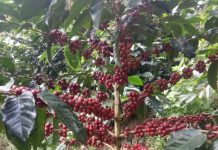 Perhutanan Sosial, Gunung Puntang, dan Kopi Kelas Dunia