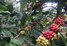 KTH Sejahtera karena Kopi