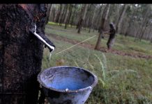 Petani Karet Terancam UU Deforestasi Uni Eropa