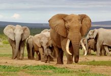 Rakyat Namibia Dapat Bantuan Daging Gajah, Kuda Nil dan Zebra