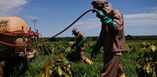 Indonesia Perkuat Posisi sebagai Pusat Grinding Kakao Global