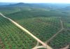 Ini Langkah PalmCo Perkuat Peran Strategis Jaga Ketahanan Pangan Nasional