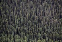 Efek Albedo Berkurang, Hutan Malah Menambah Pemanasan Global