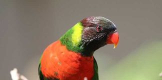 Menhut Raja Antoni: Kepulangan 40 Burung Perkici Dada Merah, Simbol Kepercayaan Dunia pada Konservasi Indonesia