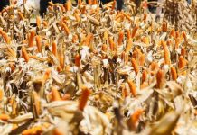 Produksi Jagung Nasional Tahun 2025 Naik 9,34%