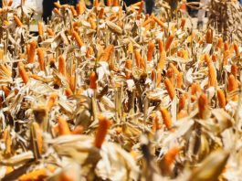 Produksi Jagung Nasional Tahun 2025 Naik 9,34%