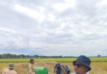 Penyerapan Gabah dan Beras 2026 Difokuskan Pada Hasil Panen Petani Lokal