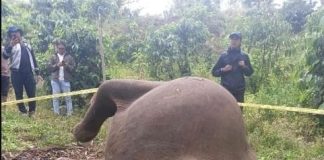 BKSDA Aceh Tangani Kematian Satu Ekor Gajah Sumatera di Aceh Tengah
