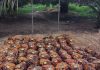 Harga Sawit Sempat Tertekan, PTPN IV PalmCo Jaga Serapan TBS Petani Sesuai Aturan