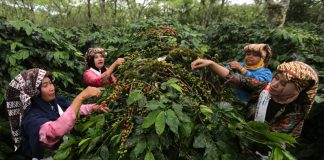 Petani Kopi Vietnam dan Indonesia Mulai Gunakan Asuransi