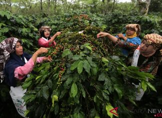 Petani Kopi Vietnam dan Indonesia Mulai Gunakan Asuransi