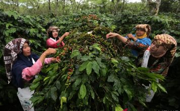 Petani Kopi Vietnam dan Indonesia Mulai Gunakan Asuransi