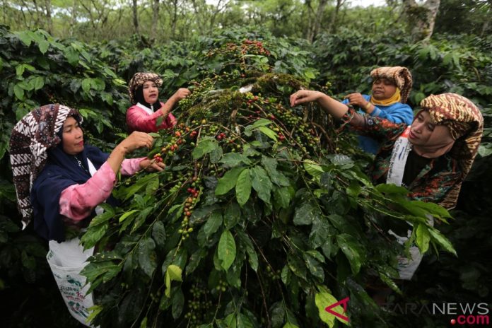 petani kopi