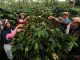 Petani Kopi Vietnam dan Indonesia Mulai Gunakan Asuransi