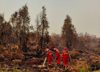Pemerintah Perkuat Operasi Terpadu Karhutla di Kalimantan, Tambah Dukungan Udara dan Pemadaman Darat